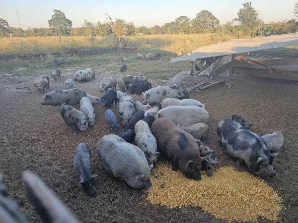 Mini pigs 1