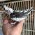 Hermosa cacatua bebe 2 thumbnail