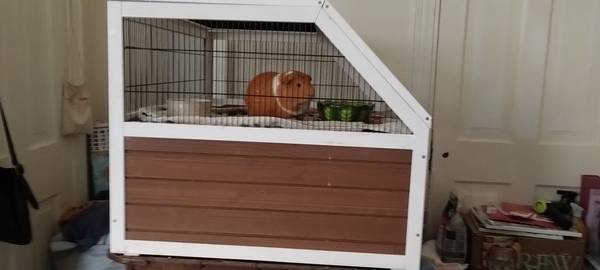 Guinea pig with habitat and accessories, free (Baltimore)64289907040257123