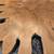 Vintage MCM Mid Century Cypress Slab Coffee Table 11 thumbnail