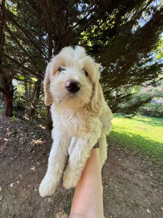 Sheepadoodles Pups (Asheville)64145663713027122
