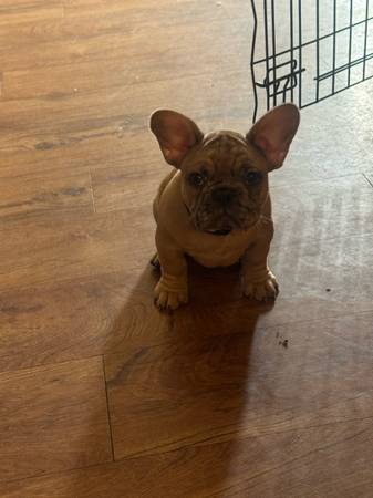 F BULLDOG PPIES ready to be rehomed (Gilbert)63967288625666120