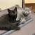 Healthy kittens 2 thumbnail