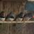 Finches 6 thumbnail
