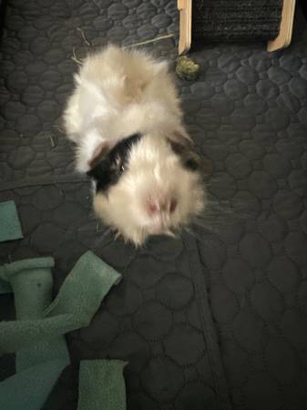 Cobaya macho blanco y mullido busca nuevo hogar! (Beaverton)63842372659971121