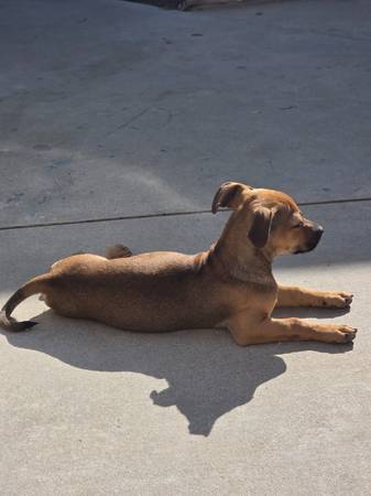 Miniature pinscher crossed with chug (Reseda)64216665592067123