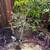 Olive tree 2 thumbnail