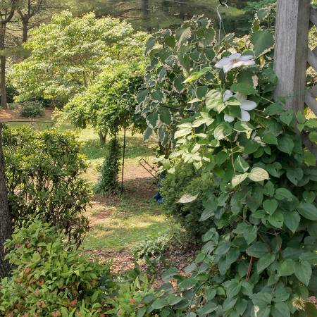 $675 / 2br - 1100ft2 - Mature, professional housemate wanted, $675 month (West Asheville)64029204724098120