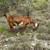Purebred Nubian Milking Goat 2 thumbnail