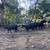 Bred cows 21 thumbnail
