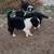 Pure bred Border Collie pups looking for a home 4 thumbnail