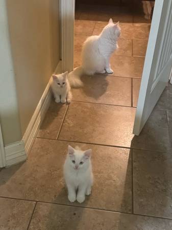 Gatitos Persa/Himalaya (McAllen)64148953076353124