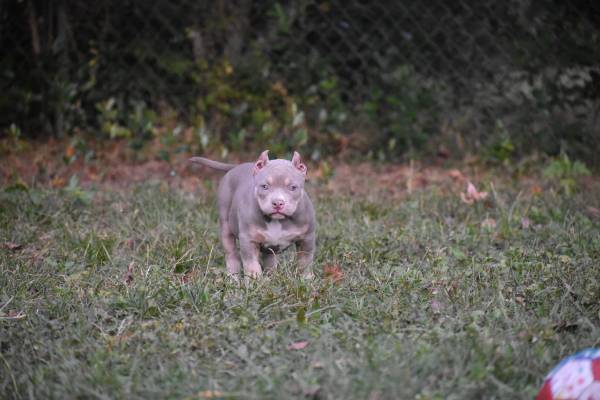 Abkc pocket American bully 1