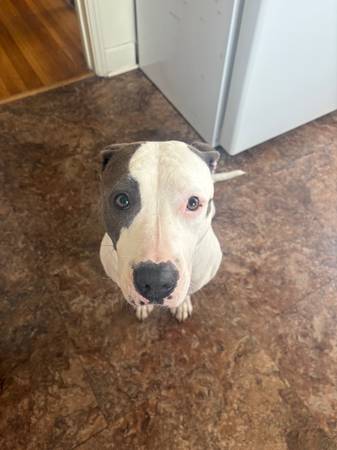 ~HONEY~ needs a forever home!! (Long Beach)63877736218753121