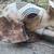 African Elephant Head 6 thumbnail