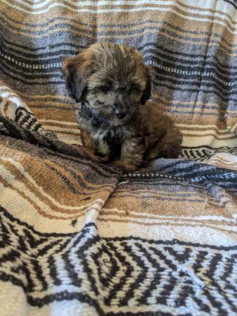 Cruce de Shih tzu y poodle toy. cachorro. (Portsmouth)63666524513283120