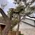 Tree service 7 thumbnail