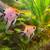 Aquarium Fish 1 thumbnail