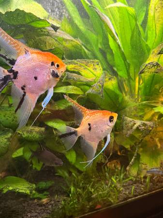 Aquarium Fish 1