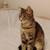 Friendly cat for sale 3 thumbnail