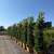 Ficus nitida indian laurel privacy hedge 1 thumbnail