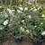 Iceberg Roses 10 thumbnail