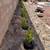 YARD CLEANUPS! IRRIGATION REPAIRS! TURF INSTALLS! 5 thumbnail