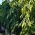 Tree Plants and much more 2 thumbnail