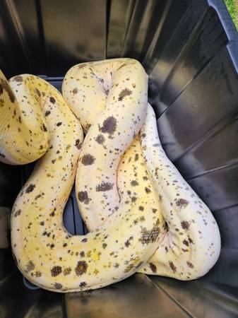 Adult Cow RTB Reticulated Python 1