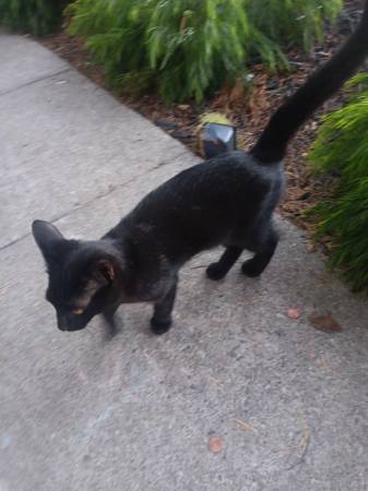 Kittens for free responsible adoption (mountain view)63678139224961123