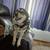 Dog sitting/house cleaning read descriptions 5 thumbnail