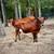 Jersey heifer 1 thumbnail