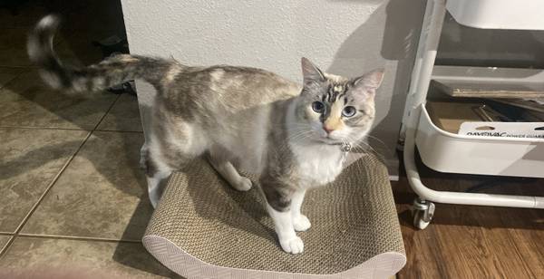 MISSING CAT- RICO- LAST SEEN 9/23 (Woodstock)63842372608769120