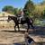 Safe, Smooth & Seasoned TWH Trail Horse 6 thumbnail