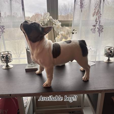 Rehoming 1