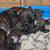 Rehoming puppies with small adoption fee 4 thumbnail