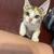 Free Kittens to a good home 6 thumbnail