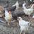 Chickens 1 thumbnail