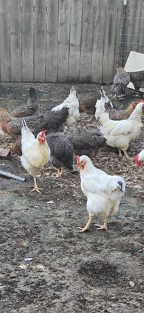 Chickens 1