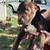 Rehoming Pit/lab pup 4 thumbnail