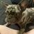 female french bulldog 2 thumbnail