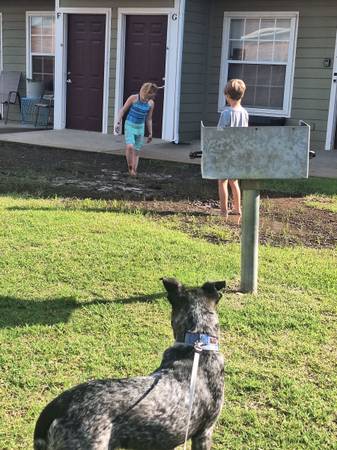 Rehoming dog (Oklahoma City)63670591467011122