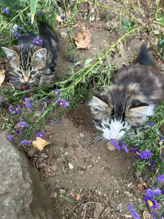 little cats 1