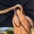 Drymarchon Rubidus Indigo Snakes (female) 3 thumbnail