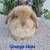 Adorable 1 thumbnail