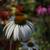 Echinacea 7 thumbnail