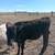 Steer/calves 2 thumbnail