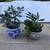 Various jades in 2 Asian ceramic pots 1 thumbnail