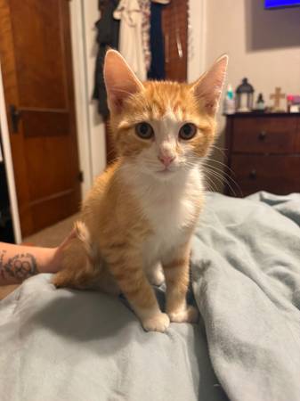 4 month old kittens540116018949017601