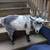 Two Nigerian goat wethers 1 thumbnail
